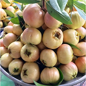 Mua Cây giống mận lý (chuẩn giống)