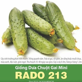 Hạt Giống Dưa Chuột Gai Mini Rado 213 - 1gr - RẠNG ĐÔNG - Trái có gai, rất giòn, ăn sống hoặc muối chua, màu xanh, đặc ruột, ngọt
