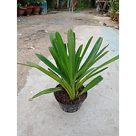 Lan Kiếm Tiên Vũ Rừng Thuần Chậu Hoa Xổ Số Đẹp - CHẬU THUẦN ĐÃ 2 NĂM