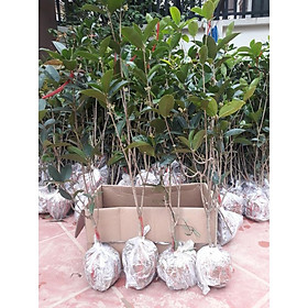 Mua cây hoa mộc hương ta hoa vàng cao từ 70-100cm đang có hoa thơm ngát