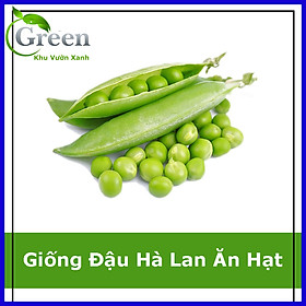 Mua Hạt Giống Đậu Hà Lan Ăn Hạt