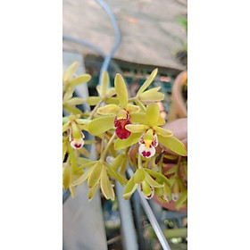 1 THÂN ĐỊA lan kiếm Bích Thủy rừng tây bắc hoa cực đẹp, thơm, dễ sống, dễ thuần, mùa hoa tháng 6