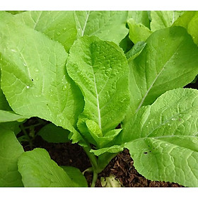 Mua Hạt giống cải Mơ cao sản - Mơ Đăm gói 20g VTS16