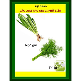 Mua Combo Các Loại Rau Gia Vị (Hành Lá  Ngò Rí  Thì Là  Ngò Gai)