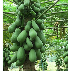 Mua Hạt Giống Đu Đủ Siêu Ngọt hạt giống chất lượng cao -Gói 20 Hạt-tặng kèm gói phân bón lót