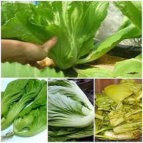 Mua Hạt giống Cải Bẹ Dưa ( mua 3 tặng 1)