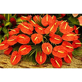 Mua 1 bịch 10 bông hồng môn 40cm