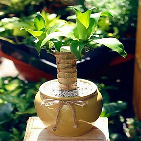Chậu Cây Phát Tài Thân Gỗ