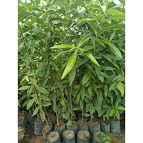Mua 2 Cây vối nếp khỏe  đẹp