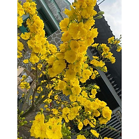 Mua Cây mai cúc 2 tầng siêu sớm