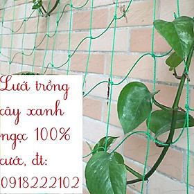 Lưới trồng cây cước màu xanh ngọc khổ rộng 5m