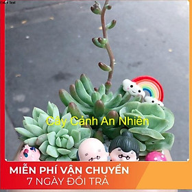 Chậu sen đá tiểu cảnh