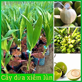 Mua Cây giống dừa xiêm lùn Bến Tre siêu trái nước ngọt 2 năm ra quả ( ảnh thât)