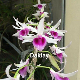 Mua Ho phong lan - giả hạc daklay cây nam 3. Dàic5-7 cm