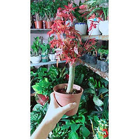 Mua Cây Phong Lá Đỏ