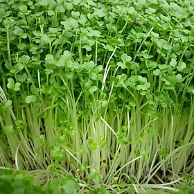 Mua Hạ giống Rau mầm Củ cải trắng Titapha - nảy mầm cao