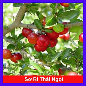 Hình ảnh Cây sơ ri Thái ngọt , siêu trái - cây ăn quả + tặng phân bón cho cây