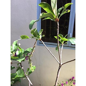 Mua Cây Lộc vừng siêu hoa cao 1 6 m