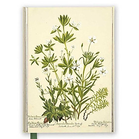 NB - Charlotte Cowan Pearson: Stitchworts, Woodruff And Pepperwort