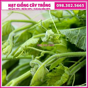 Hạt giống rau bí siêu ngọn cao sản - 20g - hạt chất lượng tốt, năng suất cao