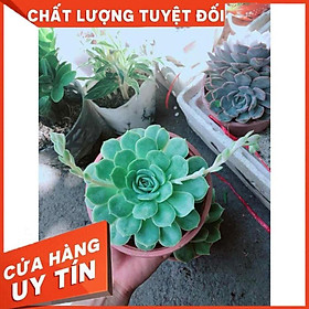 Mua Sen Đá Xanh Nhiều Người Mua