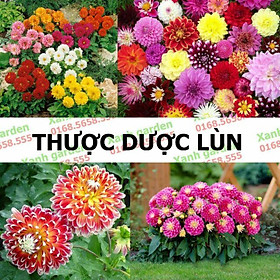 COMBO 3 CỦ GIỐNG HOA THƯỢC DƯỢC LÙN MIXX MÀU