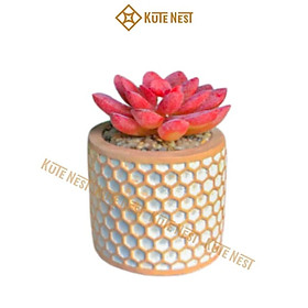 Mua Bộ 4 chậu sen đá trang trí  chậu sen đá mini nhân tạo họa tiết tổ ong dễ thương  trang trí decor quá cafe  bàn làm việc  văn phòng  phòng khách  KT ngang 6cm x cao 8 - 10cm - Kute Nest