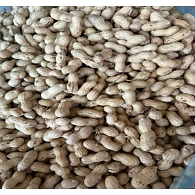 HẠT ĐẬU PHỘNG (LẠC) KHÔ,SẠCH DÙNG CHO CÁC DÒNG VẸT SIZE TO ĂN, RẤT BỔ DƯỠNG