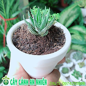 Chậu Cây Xương Rồng Mini