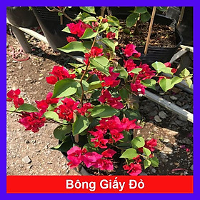 Mua Cây bông giấy đỏ - Cây cảnh sân vườn + Tặng phân bón cho cây