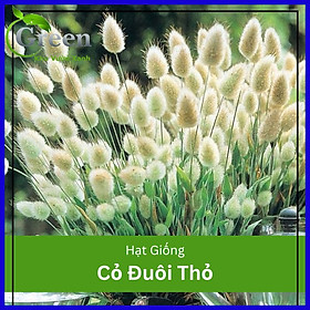 Mua Hạt Giống Cỏ Đuôi Thỏ (100H)