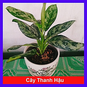 Mua Cây Thanh Hậu - cây cảnh để bàn + tặng phân bón cho cây mau lớn