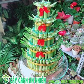 Mua Chậu Trúc Phát Tài 5 Tầng