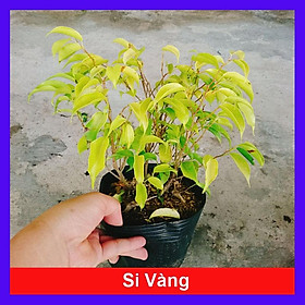 Cây Si Bonsai Hoàng Kim  - cây cảnh để bàn + tặng phân bón cho cây