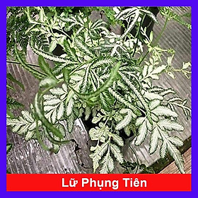 Mua Cây Lữ Phụng Tiên - cây cảnh để bàn + tặng phân bón cho cây