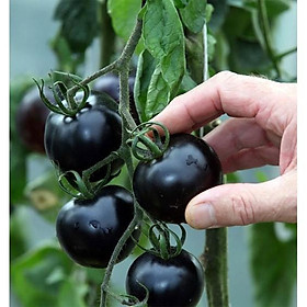 Hạt giống cà chua đen Mỹ 10 hạt/gói