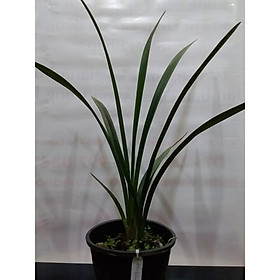 Địa Lan Đoản Kiếm đỏ