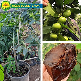 Cây Hồng SOCOLA giống cây nhập khẩu được ưa chuộng nhất hiện nay, quả siêu ngon đậm vị socola giống siêu chất lượng