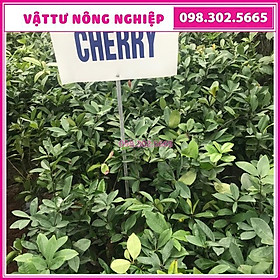 Cây giống cherry Brazin chịu nhiệt