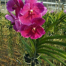 CÂY GIỐNG VANDA ĐỦ MÀU, HÀNG NHẬP TRỰC TIẾP THÁI LAN