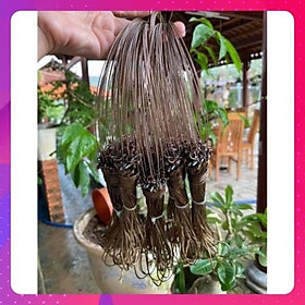 Mua 1 bộ giò đón 20 chân bẫy gà rừng màu cỏ khô tàng hình cáp inox không rỉ bảo hành 12 tháng