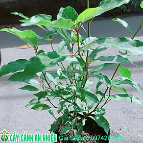 Mua Cây Sung Ta