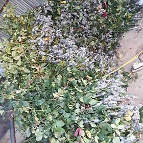 Mua Triết nguyên bản 5 Cành
