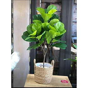 Mua Cây bàng Singapore giả giống thật 99% - 3 nhánh - Cao 100 cm – Cây giả  hoa lụa decor trang trí rẻ  bền  đẹp