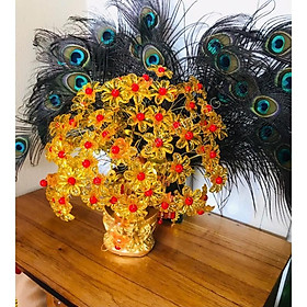 Mua Cây kim tiền 7 cành phát tài  lộc