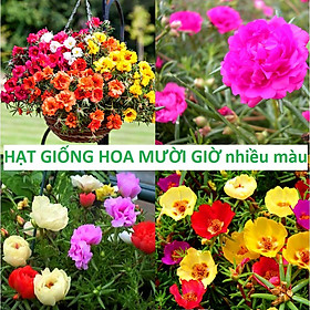 Mua Hat Giống Hoa 10h  Hoa Mười Giờ Mỹ Portulaca - gói 0.3gr/200hạt