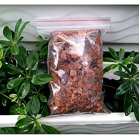 Mua 1kg dừa cục đủ loại lớn nhỏ trồng lan siêu tốt  trồng kiểng lá monstera các loại cung cấp chất dinh dưỡng cho cây