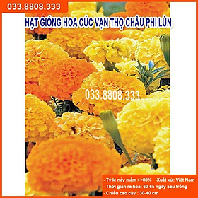 Hạt Giống Hoa Cúc Vạn Thọ Lùn -Hoa Đẹp Trồng Quanh Năm