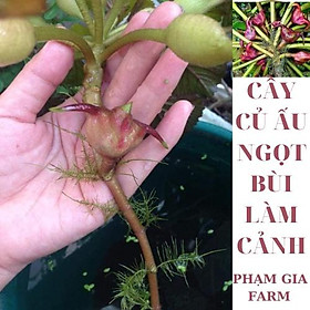 Mua (PHẠM GIA FARM) Cây Củ ấu ta vừa ăn củ vừa trồng thủy sinh đẹp