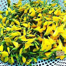 Mua HẠT GIỐNG BÔNG ĐIÊN ĐIỂN - Loài Cây Quý Hiếm  Món Ăn Đặc Sắc Miền Tây Sông Nước.
